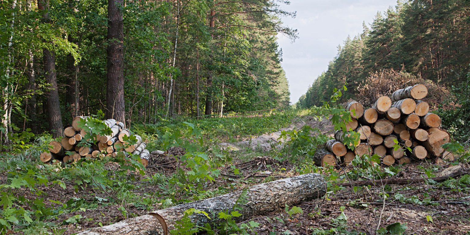 Au început furturile de lemne