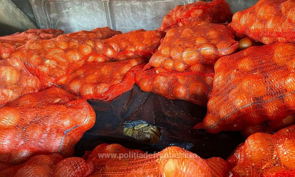 Tutun neprelucrat, ascuns printre saci cu ceapă