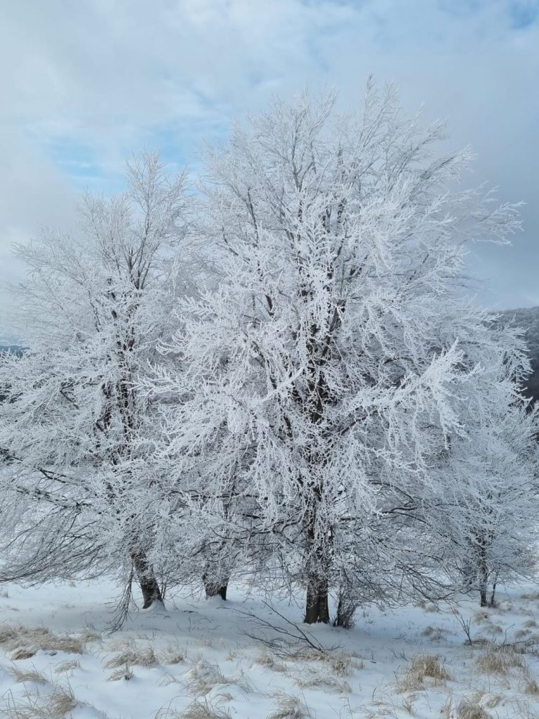 Astăzi, temperaturile maxime se vor încadra între -8 şi 3 grade