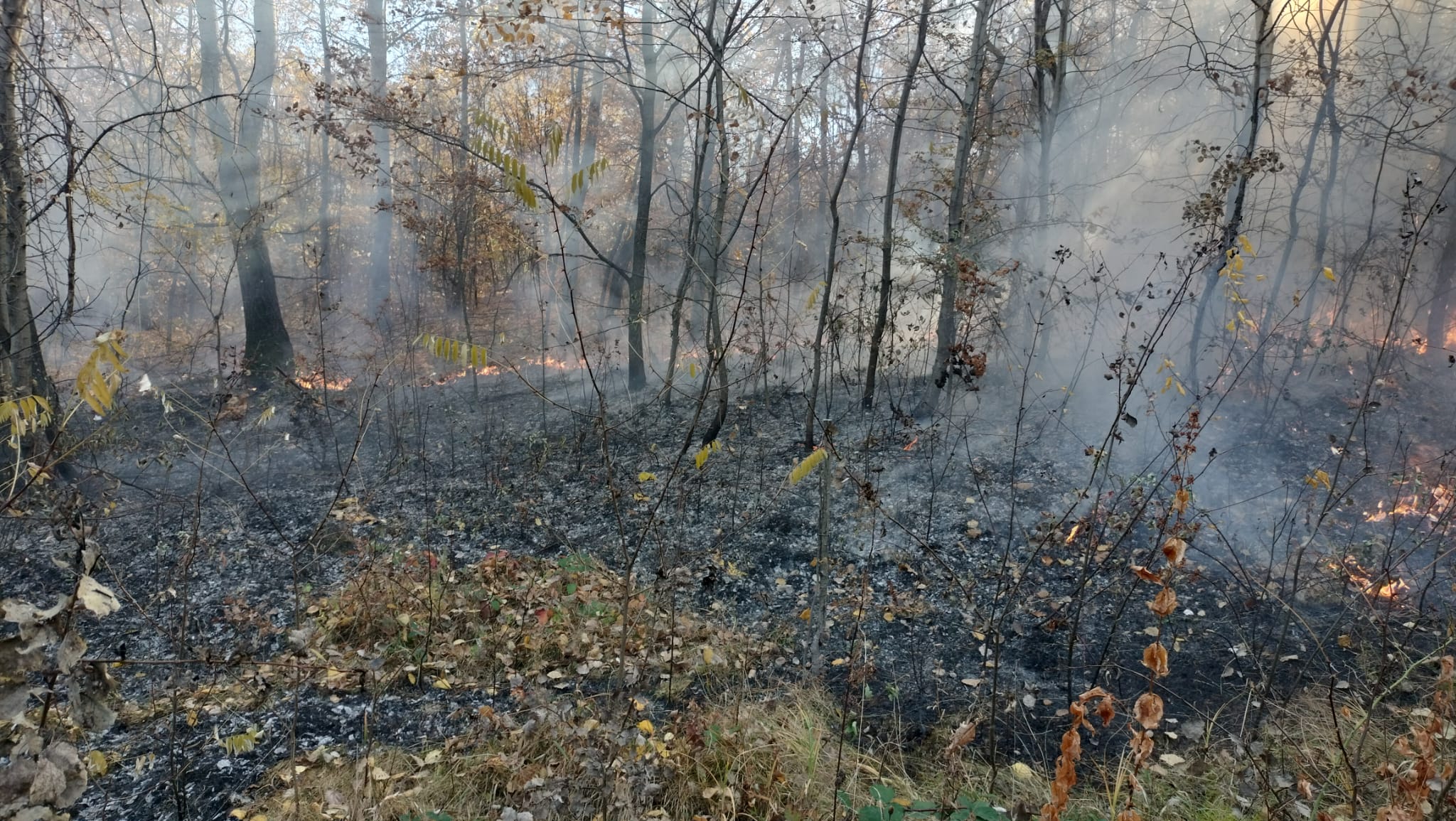Pompierii intervin în comuna Tătărani, sat Priboiu la un incendiul de vegetație uscată și litieră 