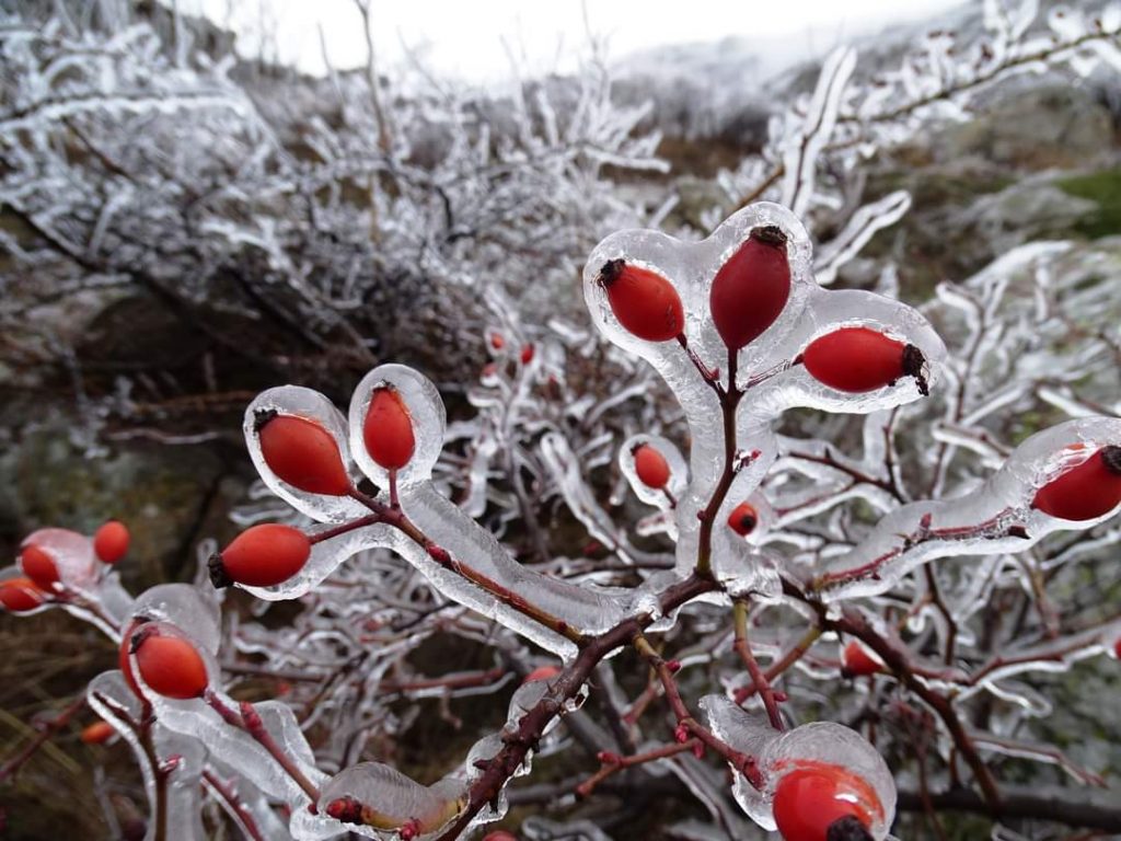 Diferențe de 18 grade Celsius între temperaturile de astăzi, 24 ianuarie și cele din urmă cu câteva zile