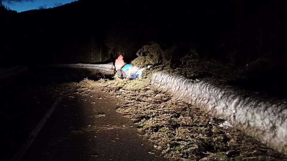 Vântul a făcut ravagii în unele zone din țară, arbori doborâți de rafalele puternice