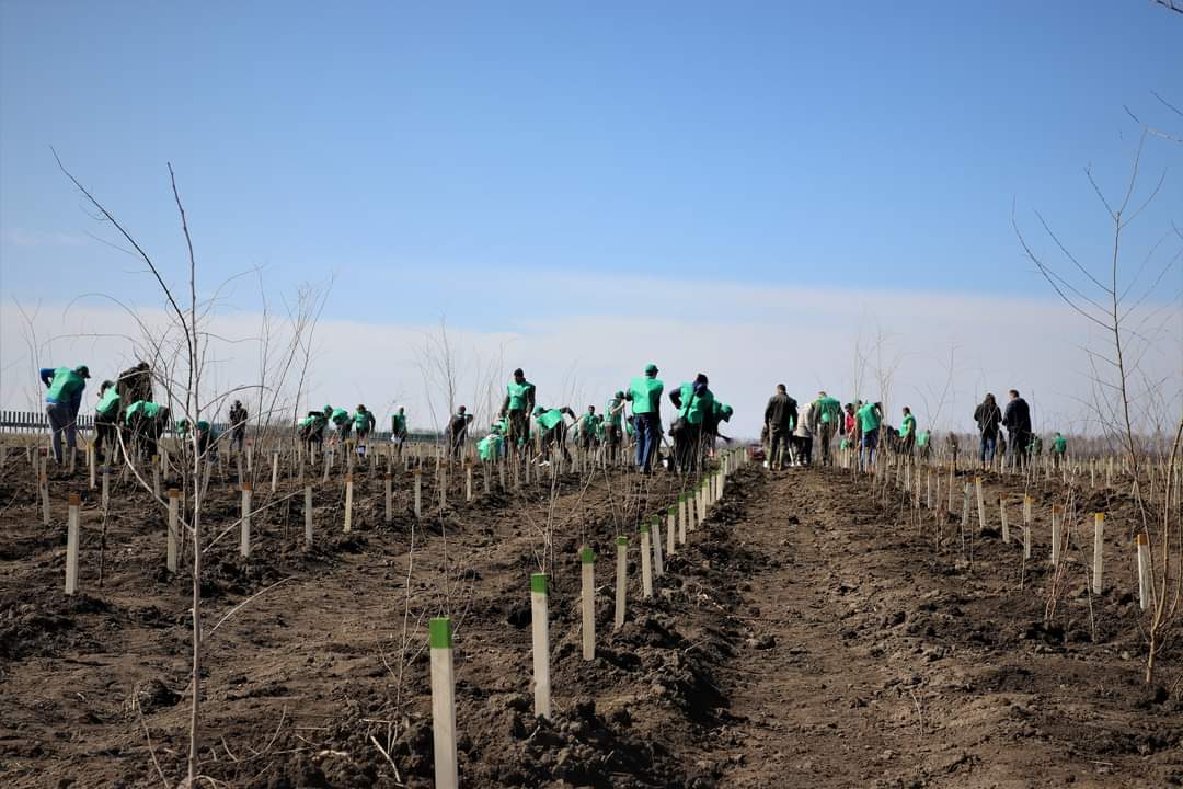 Lunii Plantării Arborilor