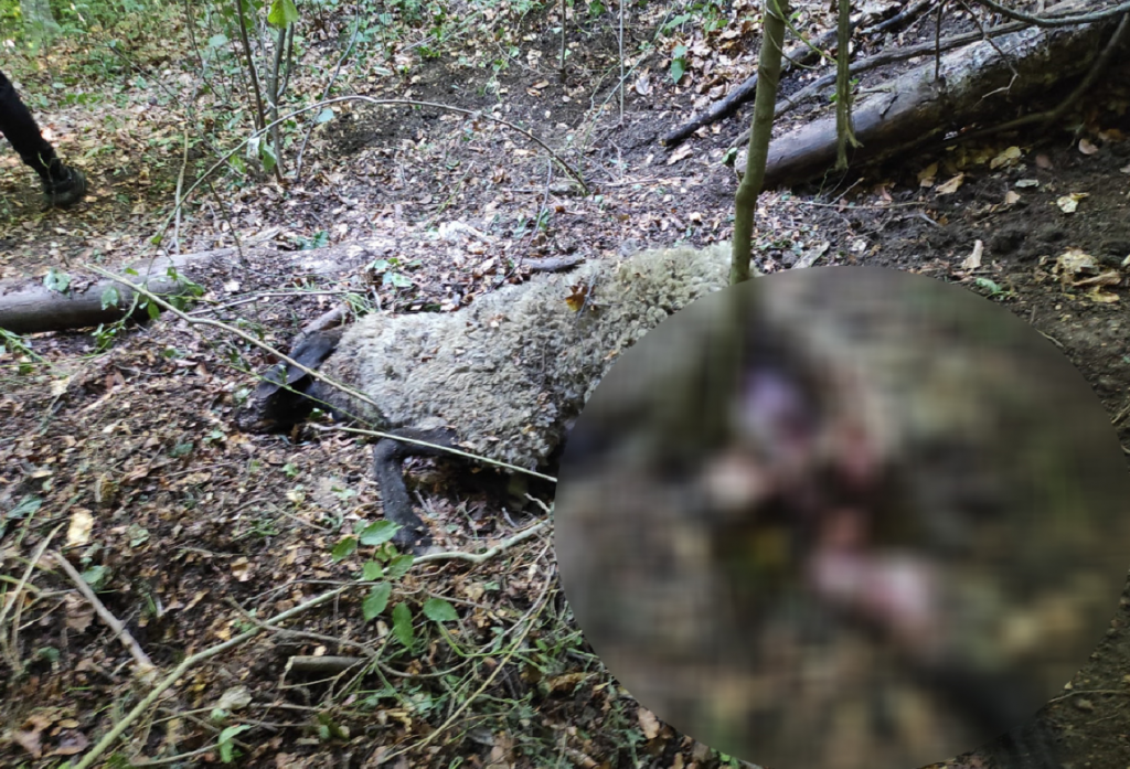 Administrația Fondului pentru Mediu anunță modificarea lansării Programului privind protecția speciilor de faună sălbatică