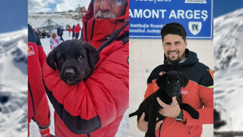 Olaf și Max au început pregătirea pentru a deveni câini pentru intervenția la avalanșă și mediu natural