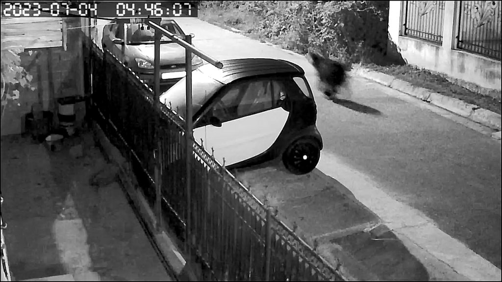 Alertă în această dimineață, în județul Dâmbovița, un urs a fost văzut la ieșirea spre localitatea Dițești, DJ 720