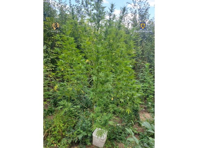 CULTURĂ OUTDOOR DE CANNABIS, DESCOPERITĂ DE POLIȚIȘTI la OCNIȚA