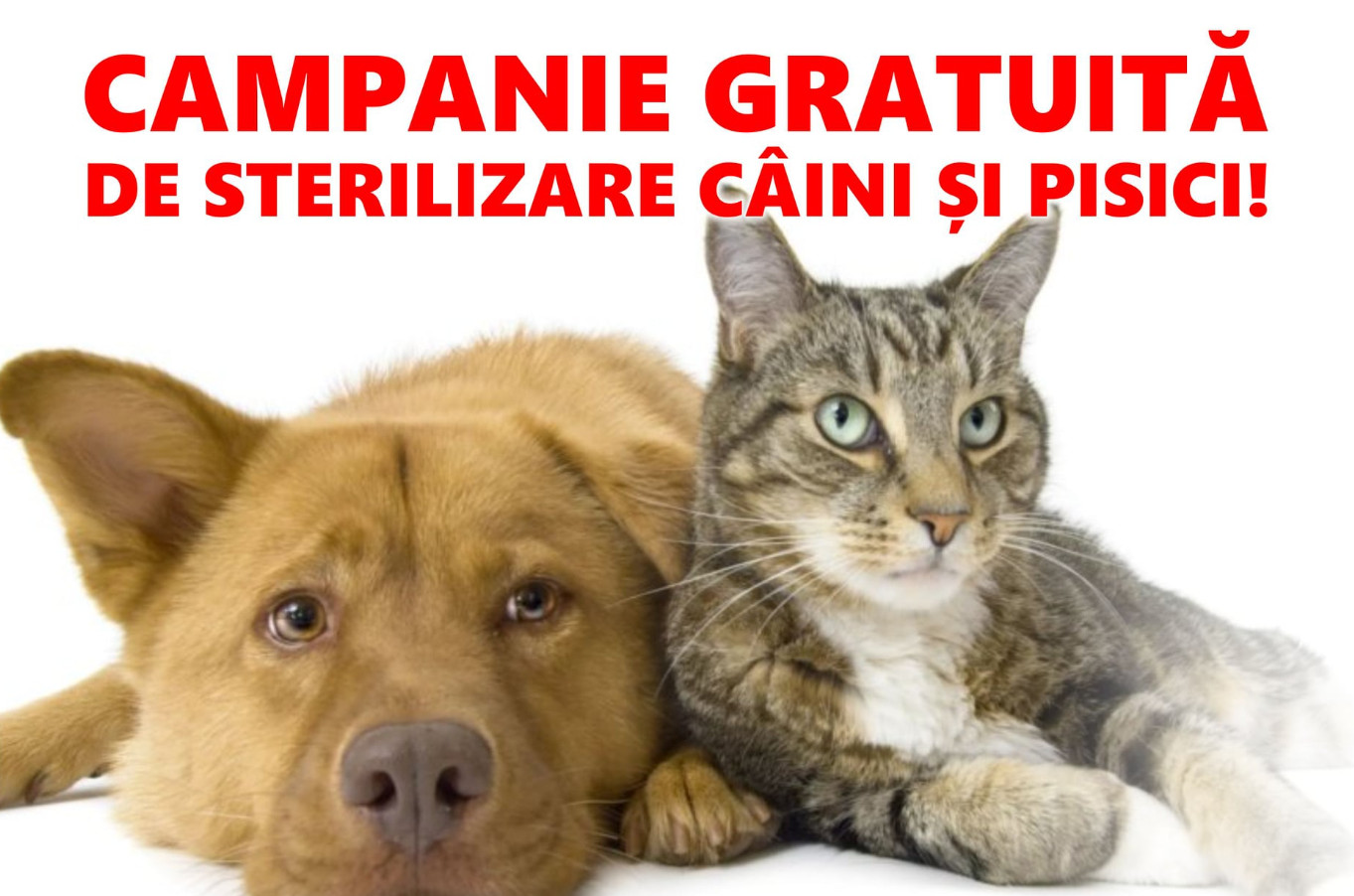 Important: Primaria Găești anunță că pe 27 octombrie, are loc o nouă campanie de sterilizări câini și pisici, gratuit, la Școala de la Arsuri.
