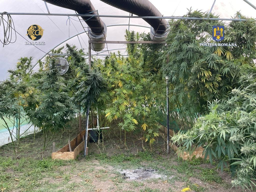 PERCHEZIȚII: CULTURĂ DE CANABIS INDOOR, DEPISTATĂ ÎNTR-O SERĂ, la data de 8 octombrie 2023, polițiștii Serviciului