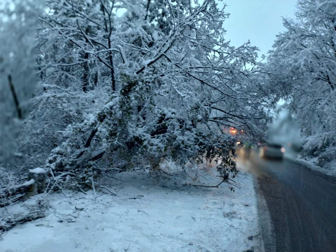 Ninsorile și vântul puternic au afectat 19 județe din țară: 215 copaci și 11 stâlpi de electricitate prăbușiți pe carosabil, fiind afectate 51 autoturisme.