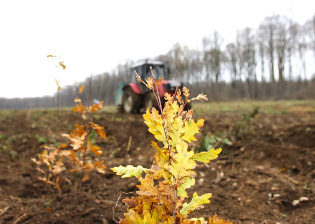 Regia Națională a Pădurilor – Romsilva a plantat anul trecut, în cele două campanii de împăduriri, de primăvară și de toamnă