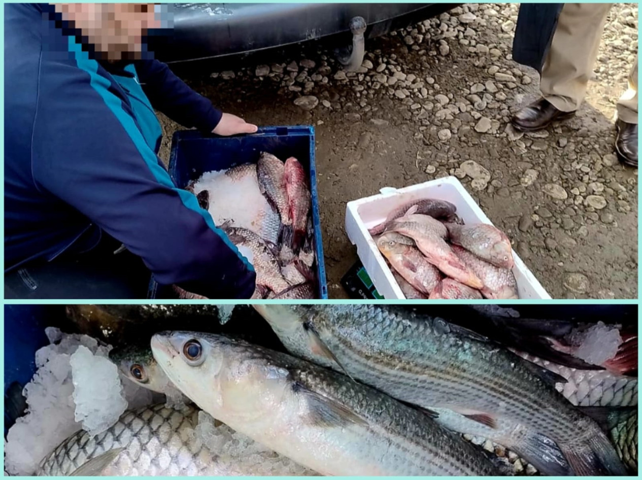 Peste 80 kg de pește, confiscate de către jandarmii dâmbovițeni pe o stradă din Ghirdoveni, comuna I.L. Caragiale, jandarmii