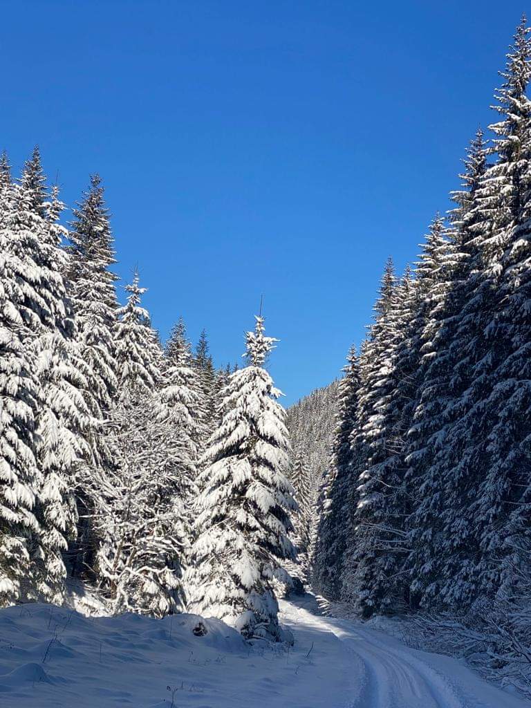 Peisaje de basm  din pădurile administrate de către Regia Națională a Pădurilor - Romsilva, mai exact din cadrul  Direcției Silvice Suceava.
