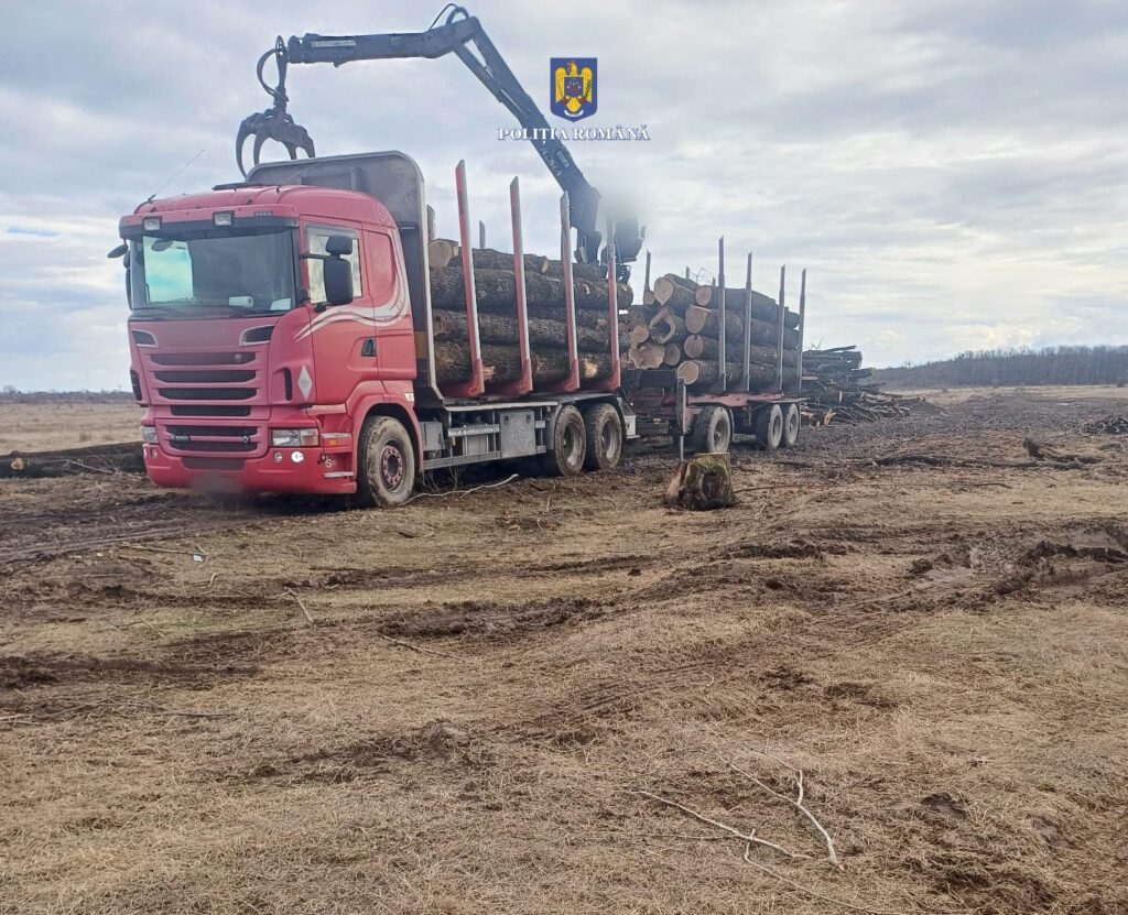 Transporta material lemnos fără avize, polițiștii din cadrul Secției nr. 4 Poliție Rurală Dragomirești au fost sesizați prin SNUAU 112