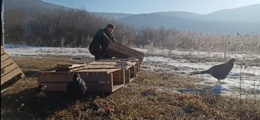  200 de fazani, femele și masculi, au fost eliberați pe unul din fondurile cinegetice gestionate de Ocolul Silvic Fântânele