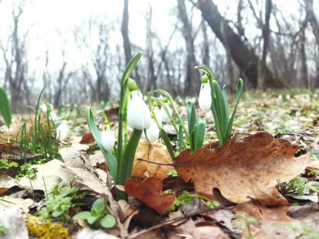 Cum arată primele semne ale primăverii în Parcul Național Munții Măcinului? Fotografiile recente,  realizate de rangerii din Romsilva