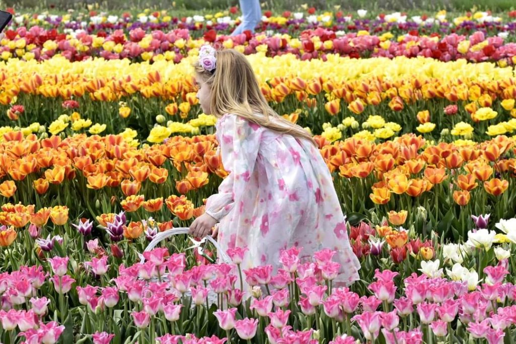 Parcul de lalele din  județul Dâmbovița, sat Pătroaia-Deal, comuna Crângurile, atracția momentului, o simfonie  de culori și parfumuri.