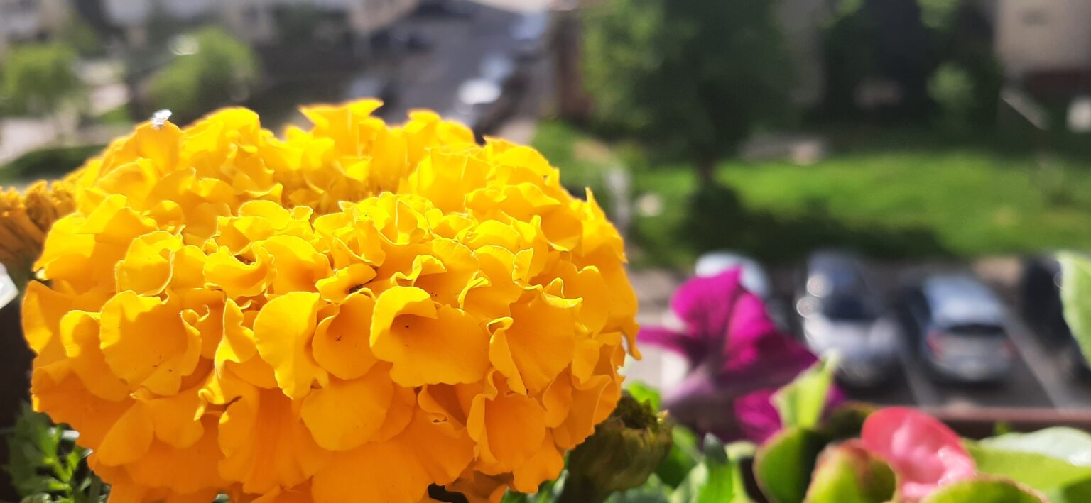 LUNI, 29 APRILIE 2024, vremea va fi predominant frumoasă, în Dobrogea şi Muntenia, trecător cerul va avea înnorări şi izolat, ziua, vor fi posibile ploi slabe.