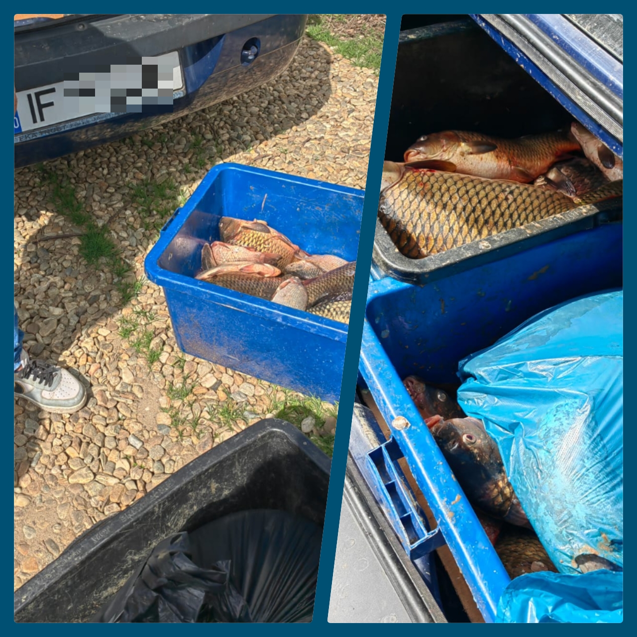 Jandarmii din cadrul Inspectoratului de Jandarmi Județean Dâmbovița au depistat, joi, 4 aprilie a.c., o persoană c