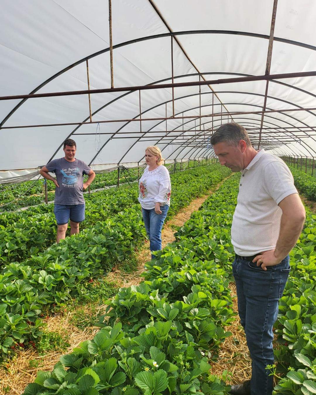Cele mai moderne plantații de căpșuni sunt la Tărtășești, Marius și Ionuț sunt oameni care redau încrederea în produsele românești