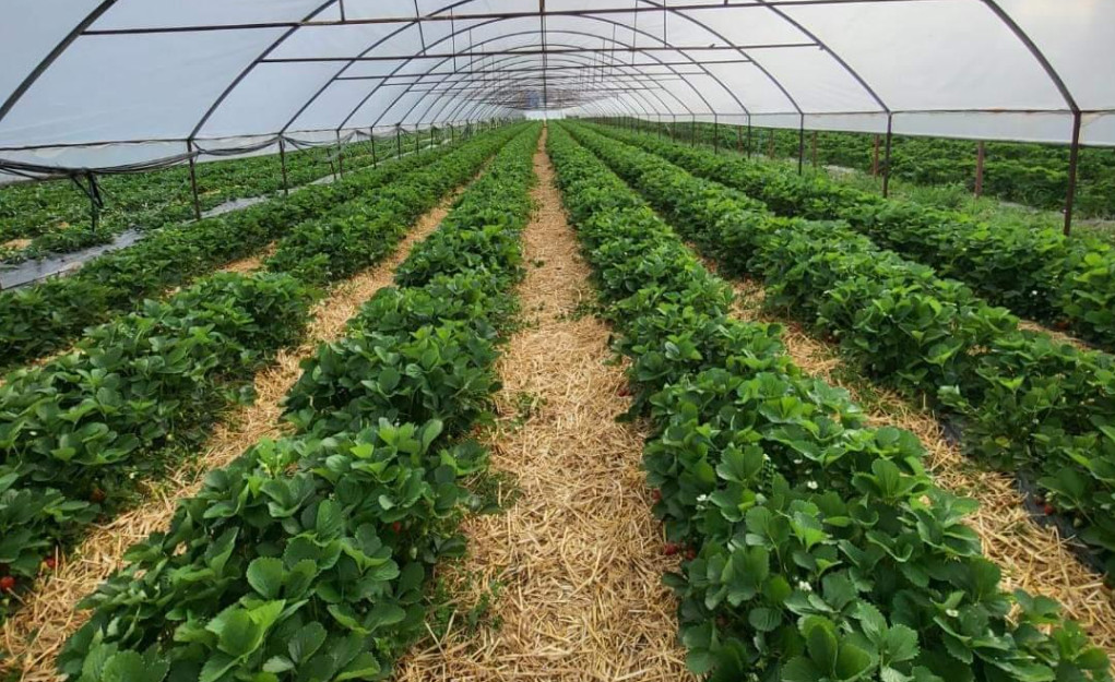 Cele mai moderne plantații de căpșuni sunt la Tărtășești, Marius și Ionuț sunt oameni care redau încrederea în produsele românești Cele mai moderne plantații de căpșuni sunt la Tărtășești, Marius și Ionuț sunt oameni care redau încrederea în produsele românești