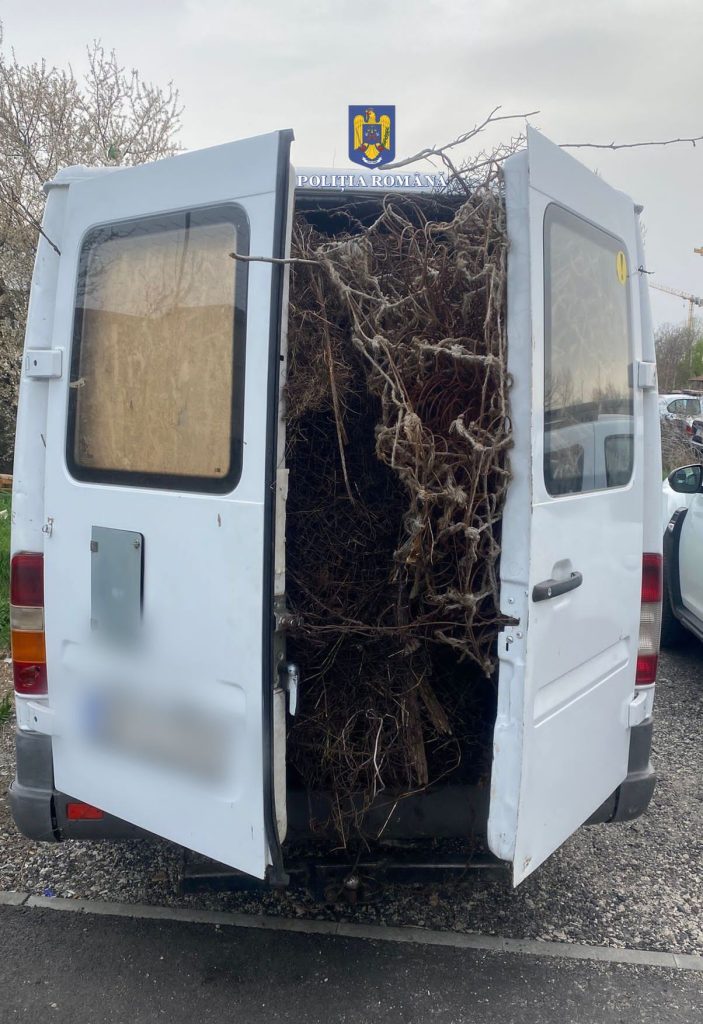 Polițiștii din cadrul Poliției Municipiului Târgoviște – Biroul Ordine Publică au depistat un tânăr de 23 de ani, din Târgoviște, în timp