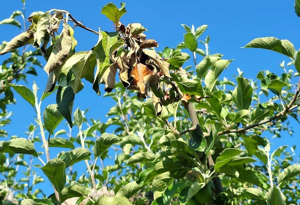 Bacteria "Focul Bacterian" amenință livezile din Cândești, pe Valea Dâmboviței. Primăria a cerut ajutorul autorităților