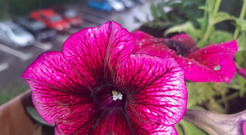 ANM informează că după prânz, ploile își fac apariția,  vor fi înnorări temporare şi, posibil, perioade cu averse slabe