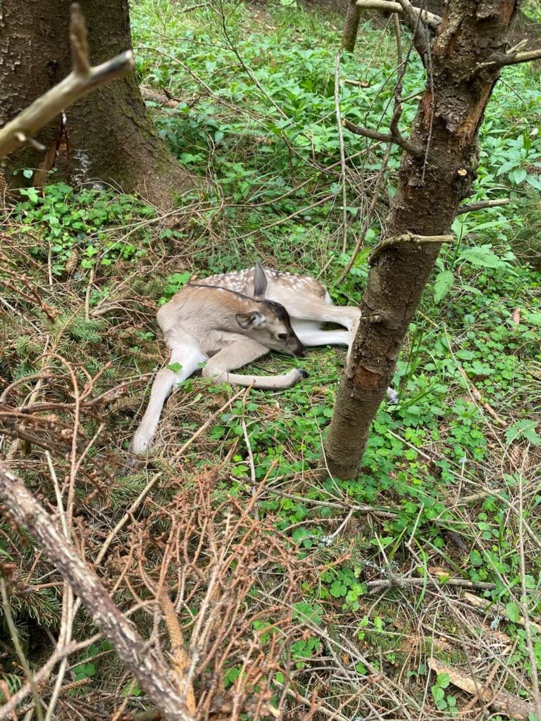  Imagini adorabile cu adevăratul Bambi, în ascunzătoarea sa, într-o pădure la Ocolul Silvic Pojorâta din cadrul Direcției Silvice Suceava.