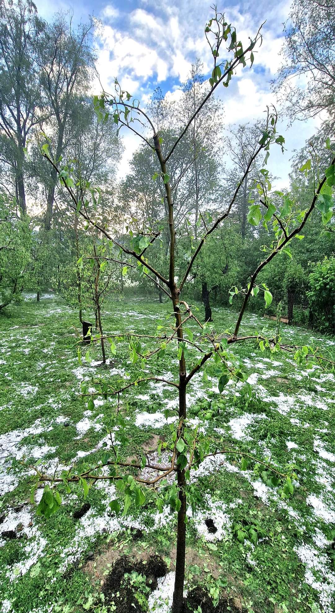 URGIA NATURII: Grindina a făcut prăpăd pe Valea Dâmboviței, la Pietrari livezile cu meri au fost distruse  în această după-amiază,  când natura s-a dezlănțuit.