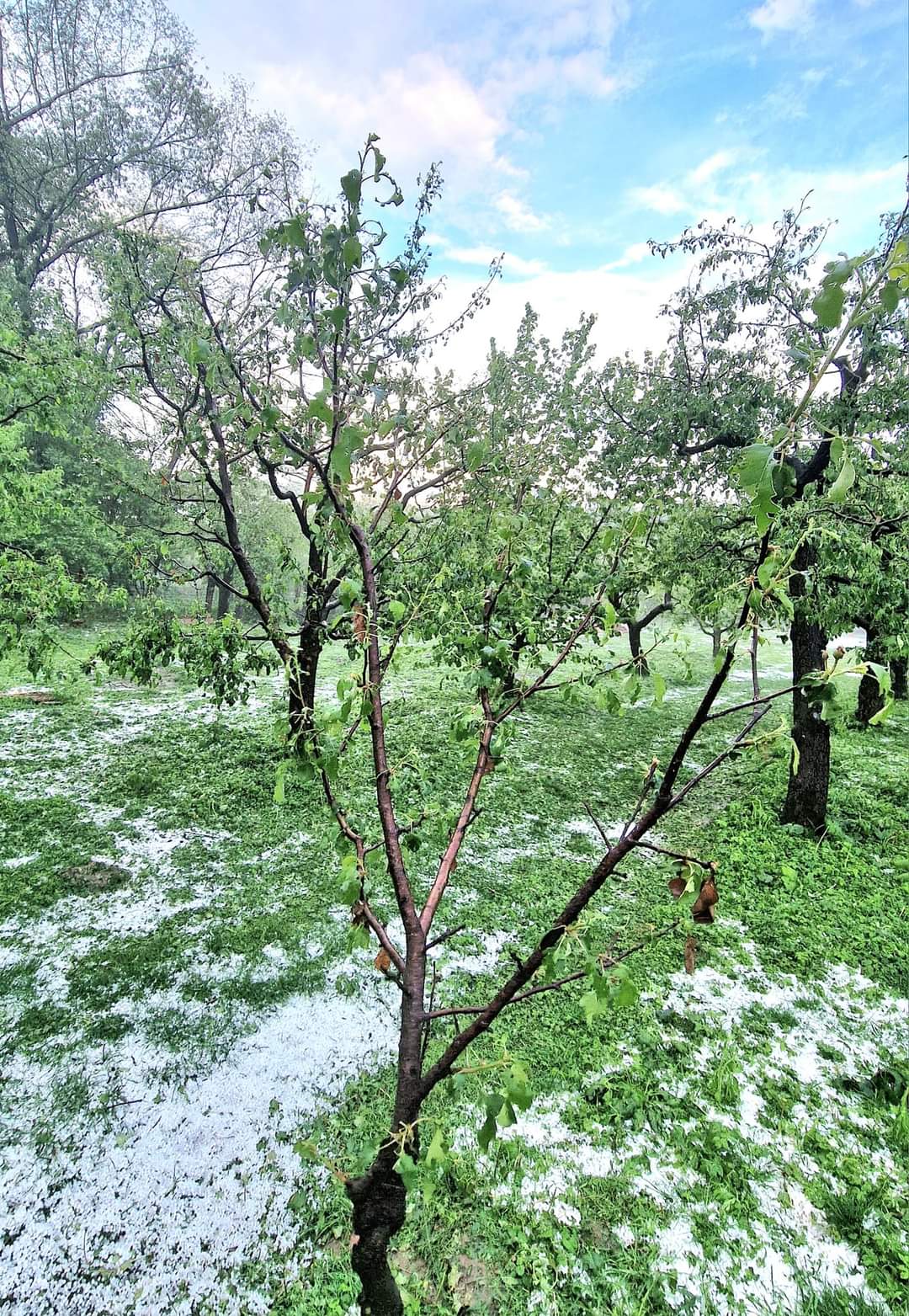 URGIA NATURII: Grindina a făcut prăpăd pe Valea Dâmboviței, la Pietrari livezile cu meri au fost distruse  în această după-amiază,  când natura s-a dezlănțuit.
