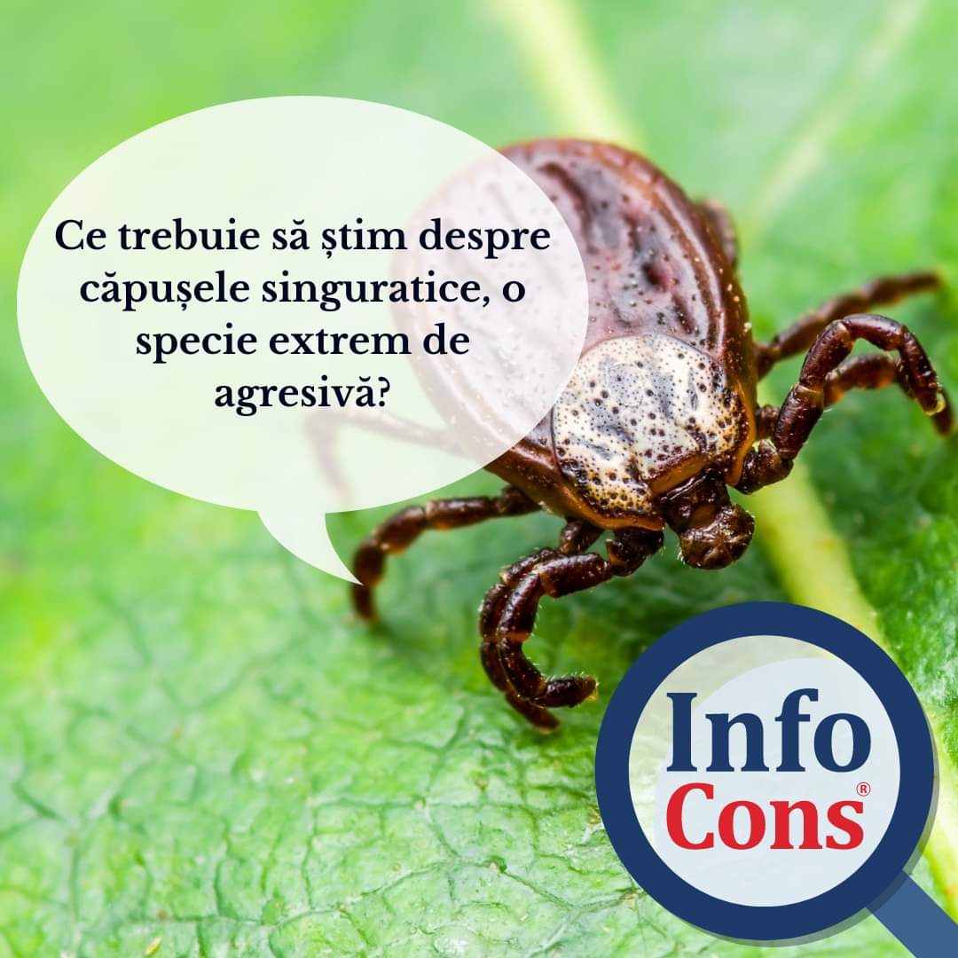 InfoCons ne vorbește despre căpușele singuratice, cunoscute științific sub numele de Amblyomma americanum