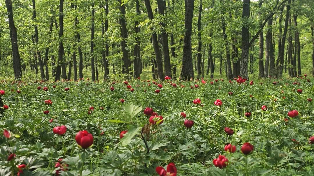 Imaginile dimineții din mijlocul naturii: Poiana Bujorului din Pădurea Plenița, județul Dolj, Romsilva ne prezintă imagini
