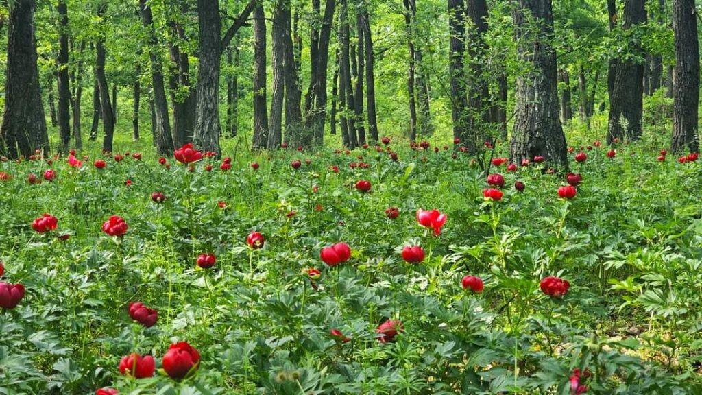 Imaginile dimineții din mijlocul naturii: Poiana Bujorului din Pădurea Plenița, județul Dolj, Romsilva ne prezintă imagini