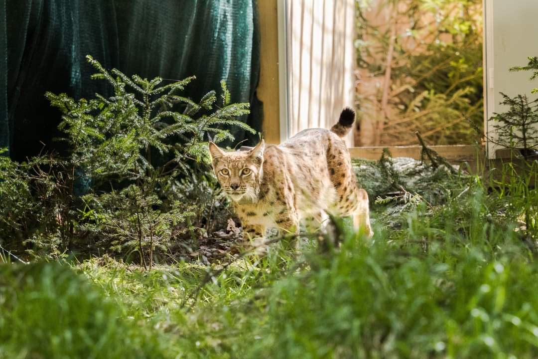 Vedeta din România, Viorel - primul râs transferat în Germania pentru refacerea genetică a acestei specii, Eleodor Olavi Nițescu, directorul