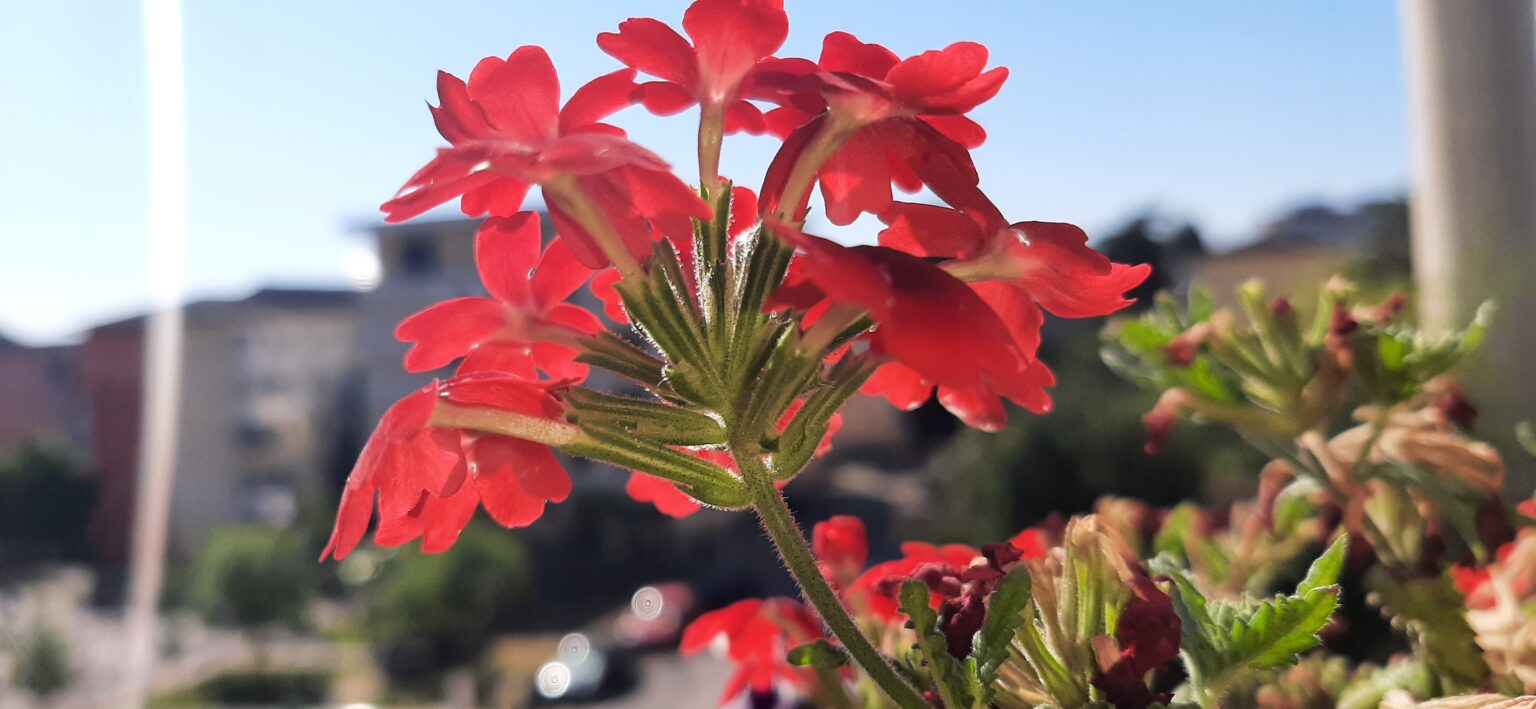 REVINE CANICULA: Valul de căldură se va extinde de la o zi la alta, urmând să aducă temperaturi ridicate în întreaga țară și condiții