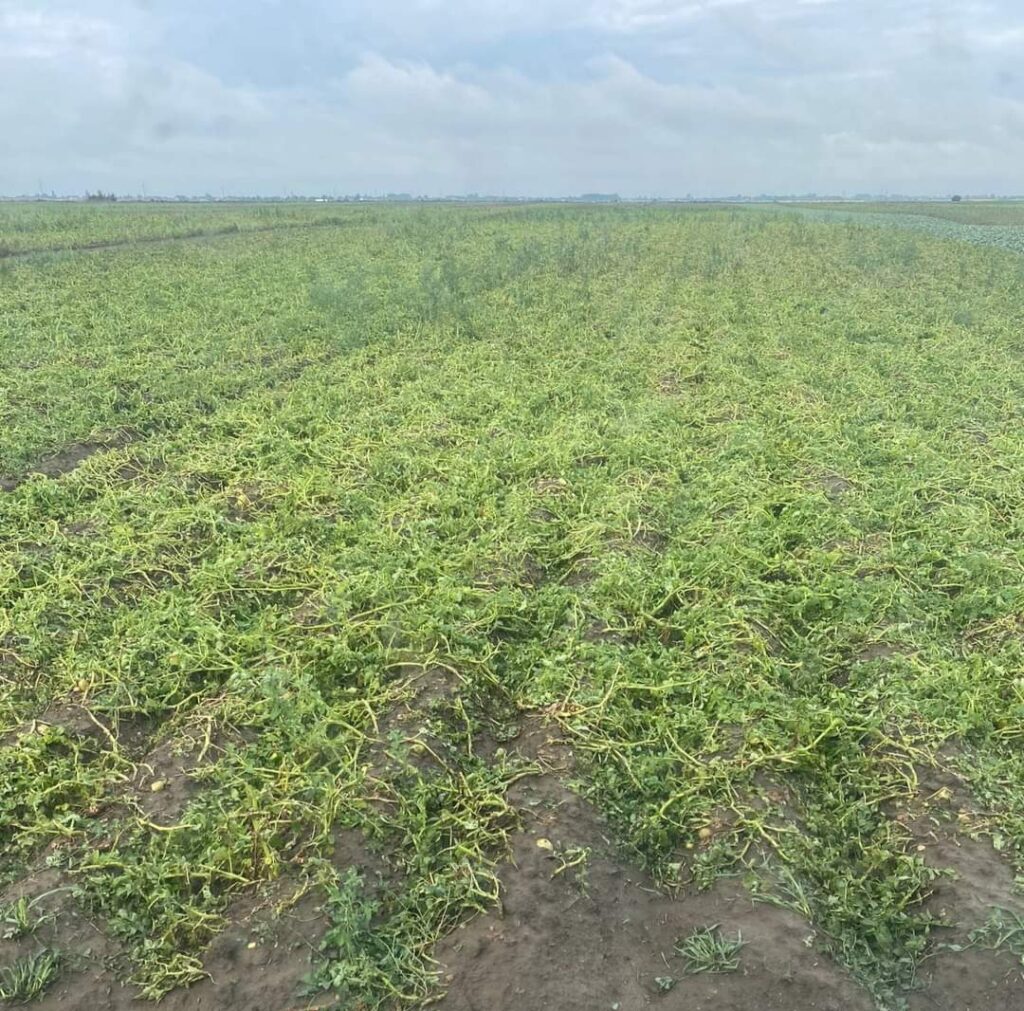 Grindina de mari dimensiuni a distrus culturile în comuna Lungulețu, seara trecută, comuna dâmbovițeană Lungulețu a fost lovită de o furtună devastatoare.