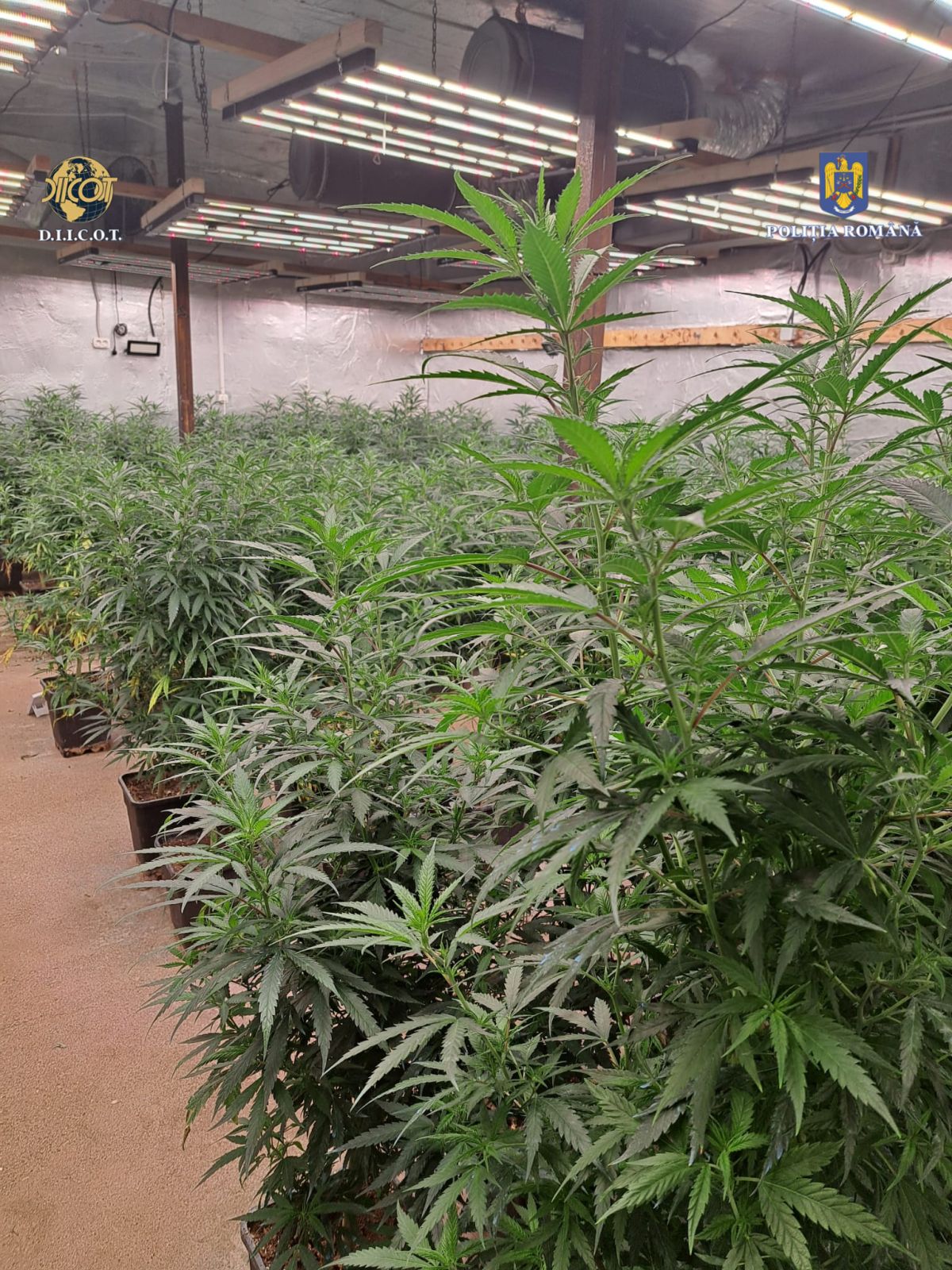 Polițiștii Serviciului de Combatere a Criminalității Organizate Dâmbovița, împreună cu procurorii Direcției de Investigare a Infracțiunilor