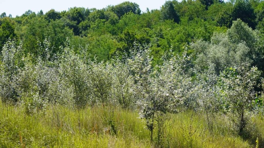 Garda Forestieră Ploiești a finalizat cu succes un proiect de împădurire pe o suprafață de peste 22,5 hectare în comuna Șotânga