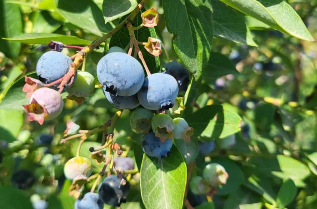 Cea mai mare plantație de afini bio din România se află în satul Mija, comuna I.L. Caragiale, județul Dâmbovița Cea mai mare plantație de afini bio din România se află în satul Mija, comuna I.L. Caragiale, județul Dâmbovița