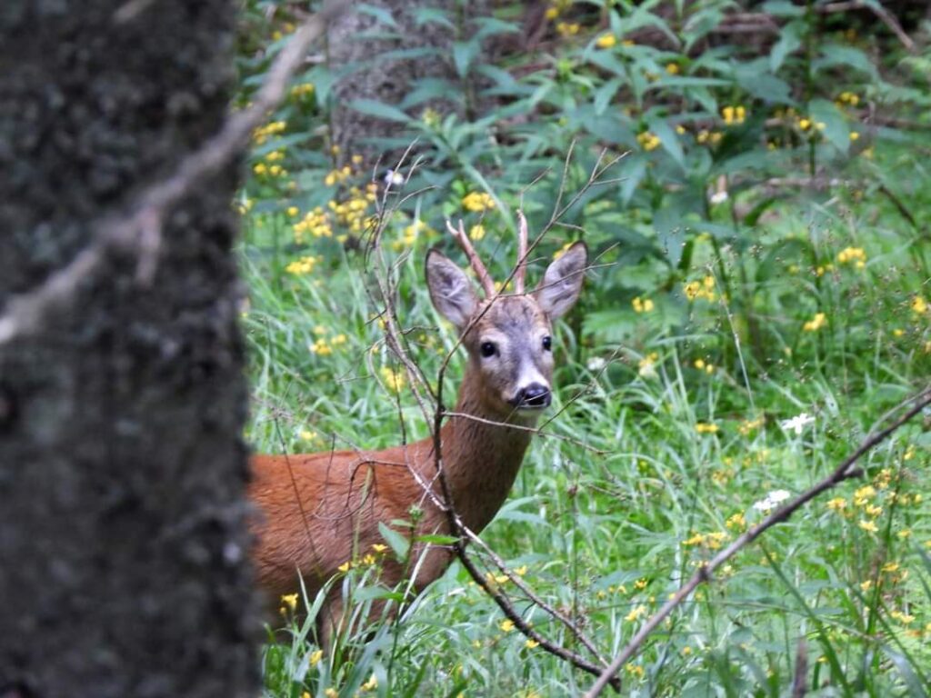 Imaginile zilei vin din mijlocul unei păduri a Parcului Natural Bucegi Imaginile zilei vin din mijlocul unei păduri a Parcului Natural Bucegi, unde un căprior gingaș face o adevărată ședință foto, lăsându-se pozat de reprezentanții Parcului.