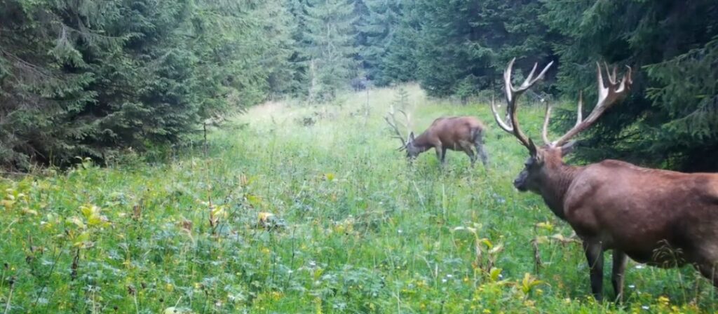 Imagini din inima naturii, cerbi se hrănesc în liniște într-o pădure din Parcul Natural Apuseni, imaginile frumoase fiind captate de către o cameră de monitorizare a faunei.