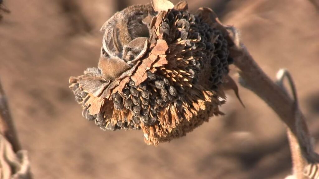 În urma secetei extreme care afectează arii extinse din țară, pagubele se apropie de 100% în mai multe zone. Și județul Dâmbovița se numără printre zonele grav afectate,