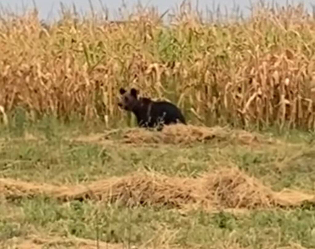 În comuna Pucheni, panică printre locuitori după ce a fost semnalată prezența unui urs  duminică după-amiază.