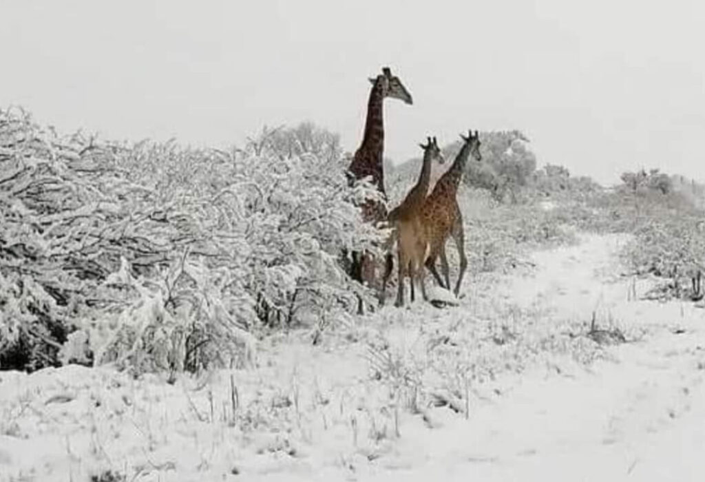 În mijlocul lunii septembrie, Africa de Sud a fost martora unui eveniment neobișnuit - căderea zăpezii în regiunea Johannesburg-Durban.