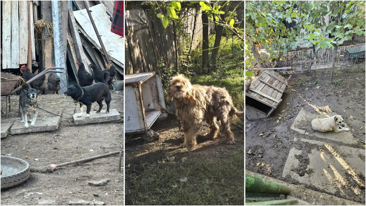 Peste 35 de organizații pentru protecția animalelor lansează un apel național de urgență pentru interzicerea deținerii câinilor în lanț, pe fondul riscului de inundații