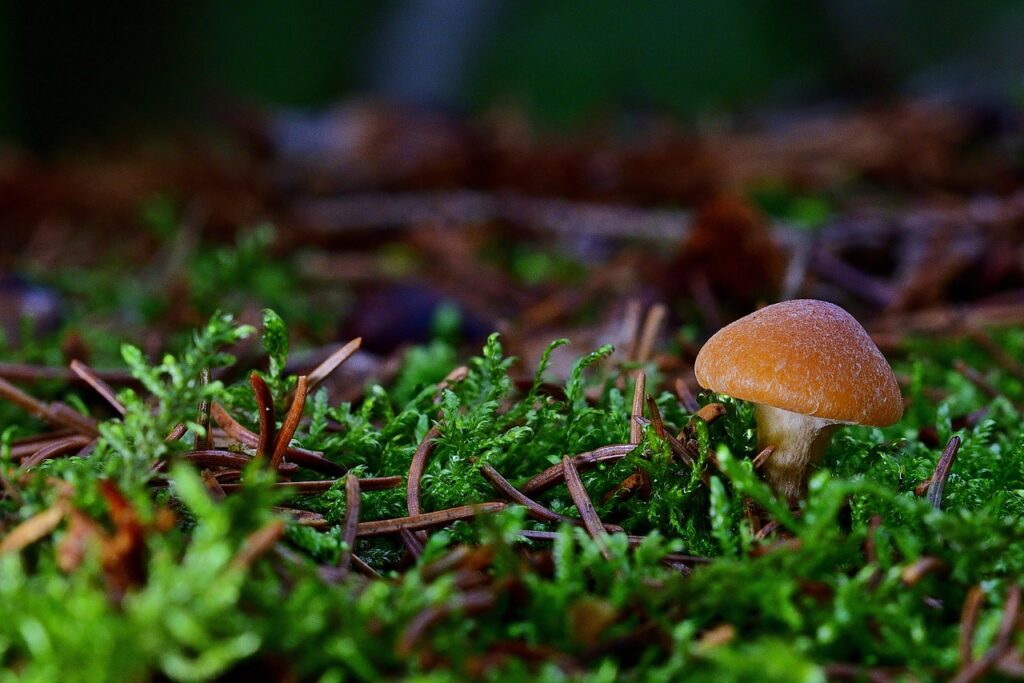 APIA prelungește termenul pentru depunerea cererilor de finanțare în cadrul schemei de ajutor de stat "Silvo-mediu și Climă" până la 4 octombrie 2024