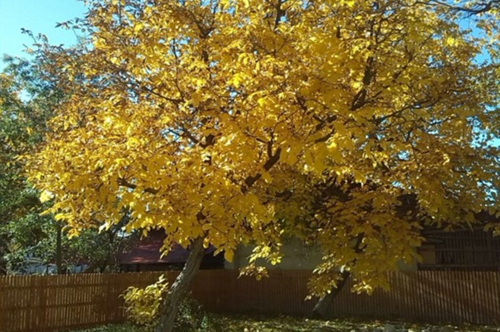 „Povești de toamnă” – eveniment dedicat Zilei Internaționale a Persoanelor Vârstnice Sub genericul „Povești de toamnă”, Consiliul Județean Dâmbovița, prin Complexul Național Muzeal „Curtea Domnească” Târgoviște