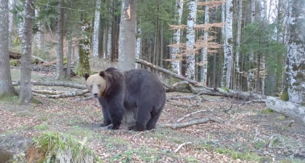 În localitatea Moroeni, zona Peștera, a fost semnalată prezența unui urs, a fost emis mesaj RO-ALERT În localitatea Moroeni, zona Peștera, a fost semnalată prezența unui urs sălbatic, ceea ce a determinat autoritățile