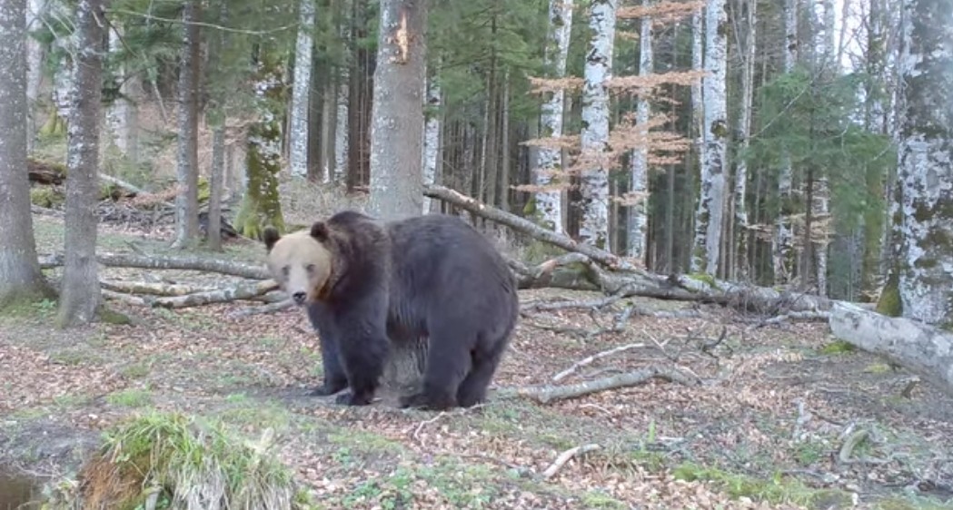 În localitatea Moroeni, zona Peștera, a fost semnalată prezența unui urs sălbatic, ceea ce a determinat autoritățile